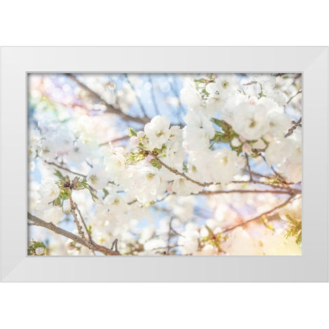 White Spring Blossoms 02 White Modern Wood Framed Art Print by LightBoxJournal