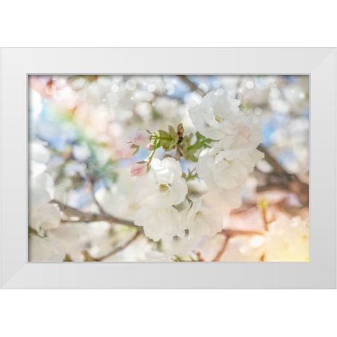 White Spring Blossoms 03 White Modern Wood Framed Art Print by LightBoxJournal