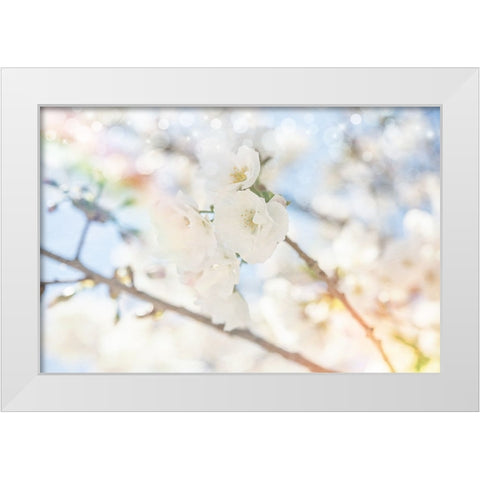 White Spring Blossoms 05 White Modern Wood Framed Art Print by LightBoxJournal