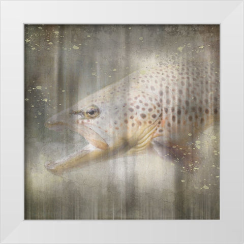 Antique Wildlife Brown Trout White Modern Wood Framed Art Print by LightBoxJournal