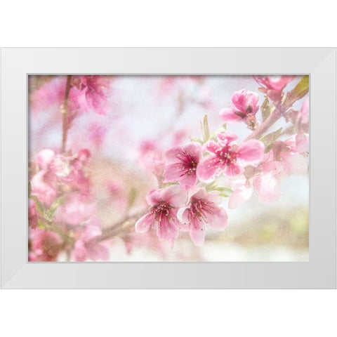 Cherry Pops 01 White Modern Wood Framed Art Print by LightBoxJournal