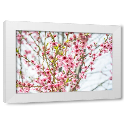 Naturally Cherry 01 White Modern Wood Framed Art Print by LightBoxJournal