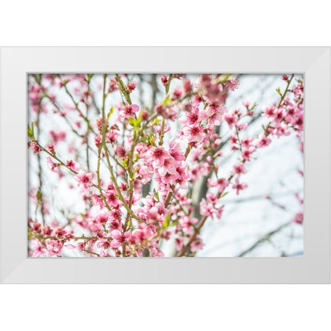 Naturally Cherry 01 White Modern Wood Framed Art Print by LightBoxJournal