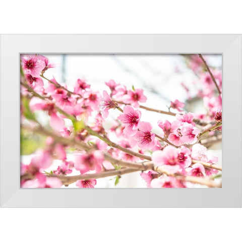 Naturally Cherry 02 White Modern Wood Framed Art Print by LightBoxJournal