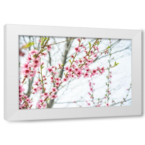 Naturally Cherry 03 White Modern Wood Framed Art Print by LightBoxJournal