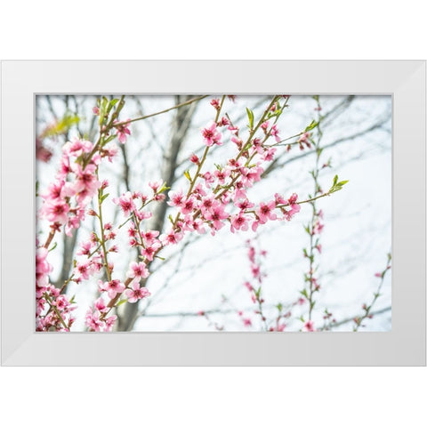 Naturally Cherry 03 White Modern Wood Framed Art Print by LightBoxJournal