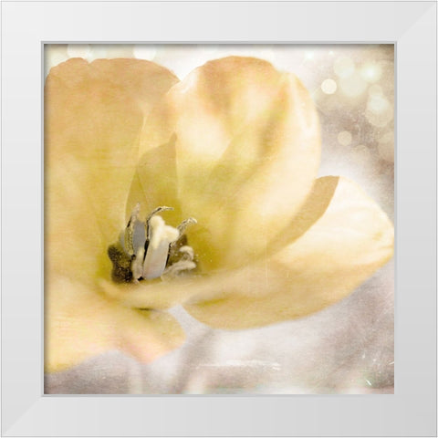 Yellow Tulip 01 White Modern Wood Framed Art Print by LightBoxJournal