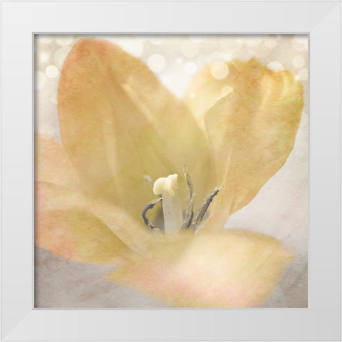 Yellow Tulip 04 White Modern Wood Framed Art Print by LightBoxJournal