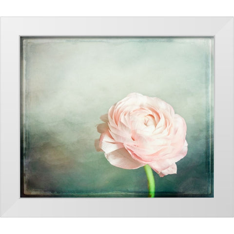 Peony 03 White Modern Wood Framed Art Print by LightBoxJournal