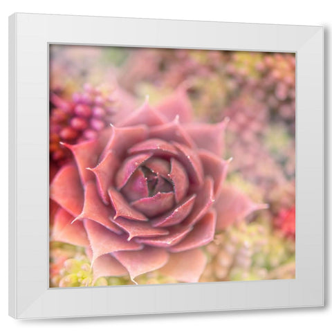 Succulents 02 White Modern Wood Framed Art Print by LightBoxJournal