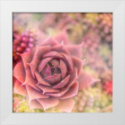 Succulents 02 White Modern Wood Framed Art Print by LightBoxJournal