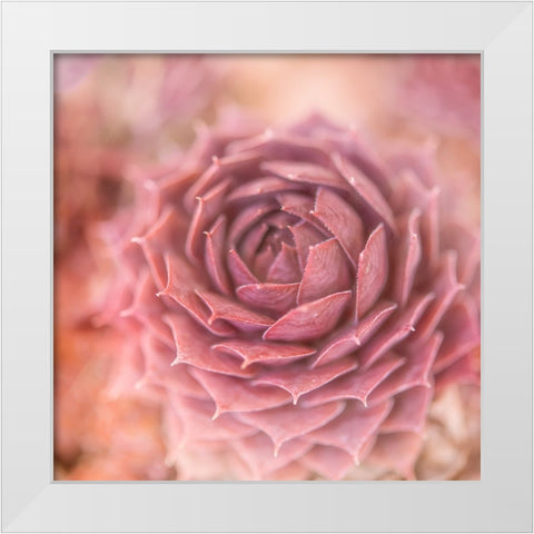 Succulents 03 White Modern Wood Framed Art Print by LightBoxJournal
