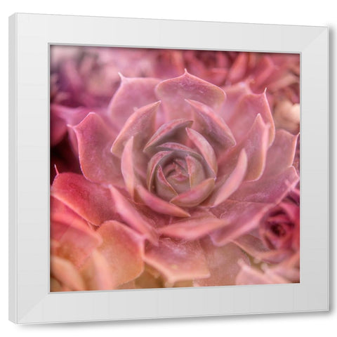 Succulents 04 White Modern Wood Framed Art Print by LightBoxJournal