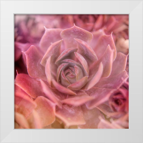 Succulents 04 White Modern Wood Framed Art Print by LightBoxJournal