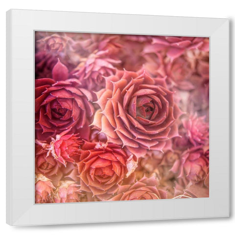 Succulents 06 White Modern Wood Framed Art Print by LightBoxJournal