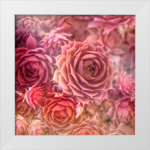 Succulents 06 White Modern Wood Framed Art Print by LightBoxJournal