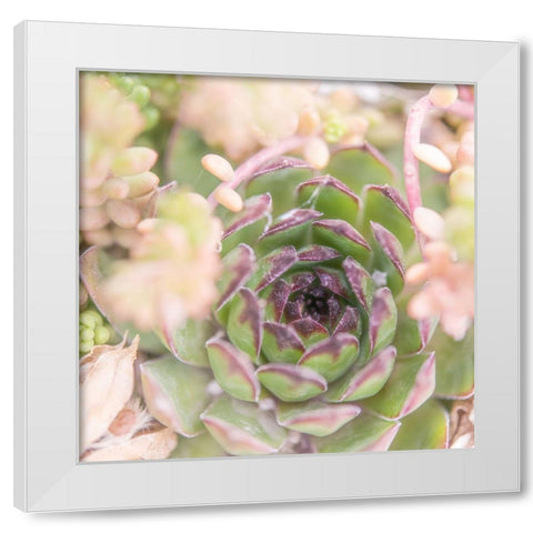 Succulents 08 White Modern Wood Framed Art Print by LightBoxJournal