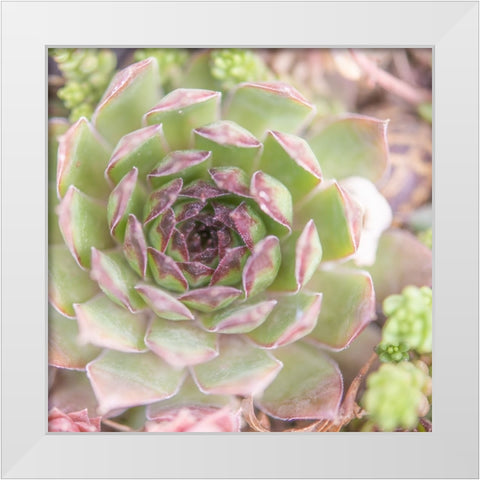 Succulents 09 White Modern Wood Framed Art Print by LightBoxJournal