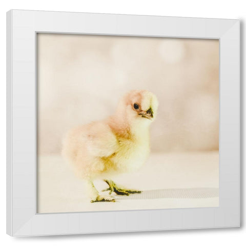 Baby Chicken 01 White Modern Wood Framed Art Print by LightBoxJournal
