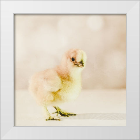 Baby Chicken 01 White Modern Wood Framed Art Print by LightBoxJournal