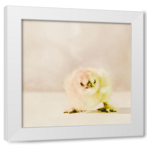 Baby Chicken 02 White Modern Wood Framed Art Print by LightBoxJournal
