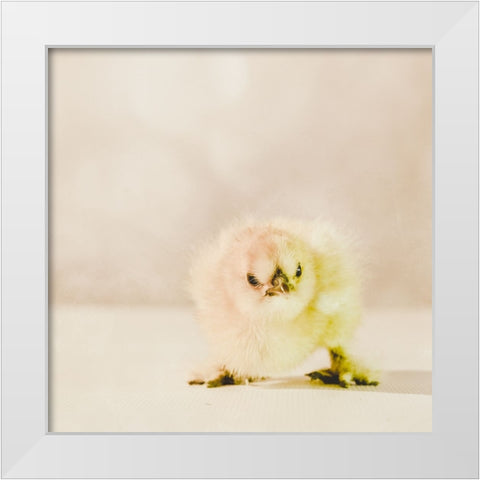Baby Chicken 02 White Modern Wood Framed Art Print by LightBoxJournal