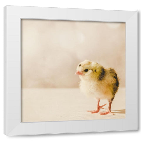 Baby Chicken 03 White Modern Wood Framed Art Print by LightBoxJournal