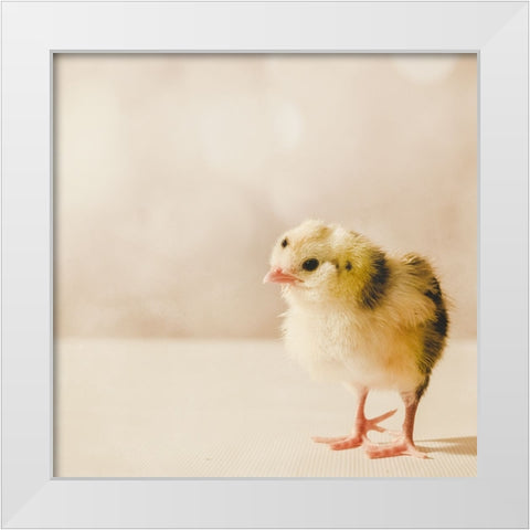 Baby Chicken 03 White Modern Wood Framed Art Print by LightBoxJournal