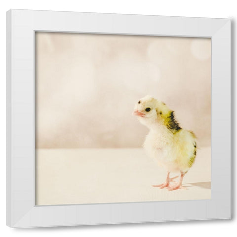 Baby Chicken 04 White Modern Wood Framed Art Print by LightBoxJournal