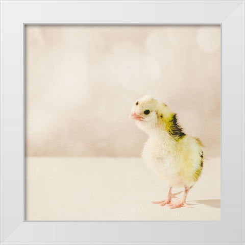 Baby Chicken 04 White Modern Wood Framed Art Print by LightBoxJournal
