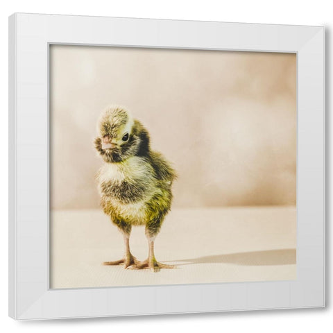 Baby Chicken 05 White Modern Wood Framed Art Print by LightBoxJournal