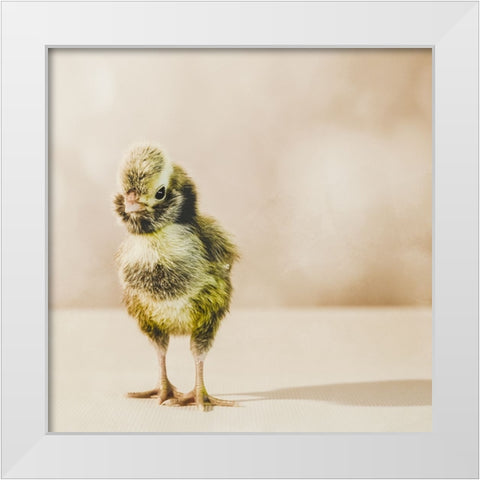 Baby Chicken 05 White Modern Wood Framed Art Print by LightBoxJournal