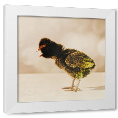 Baby Chicken 06 White Modern Wood Framed Art Print by LightBoxJournal