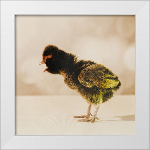 Baby Chicken 06 White Modern Wood Framed Art Print by LightBoxJournal