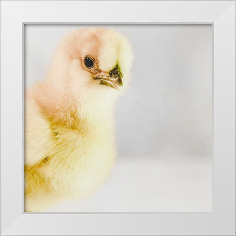 Spring Chick 01 White Modern Wood Framed Art Print by LightBoxJournal