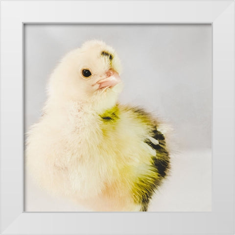 Spring Chick 03 White Modern Wood Framed Art Print by LightBoxJournal
