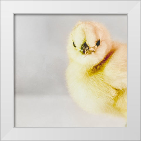 Spring Chick 04 White Modern Wood Framed Art Print by LightBoxJournal