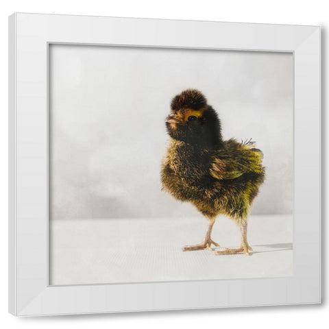 Spring Chick 05 White Modern Wood Framed Art Print by LightBoxJournal