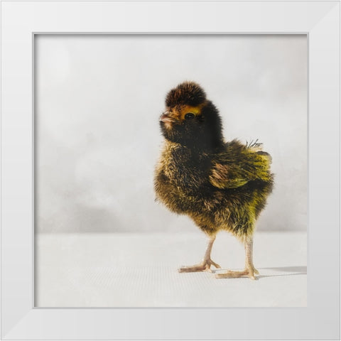Spring Chick 05 White Modern Wood Framed Art Print by LightBoxJournal