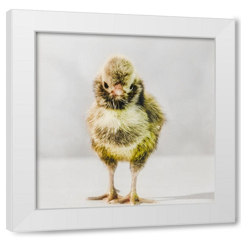 Spring Chick 06 White Modern Wood Framed Art Print by LightBoxJournal