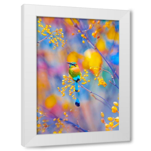 Rainbow Motmot White Modern Wood Framed Art Print by Love Grams