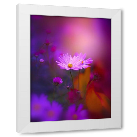 Cosmos in Purple White Modern Wood Framed Art Print by Love Grams