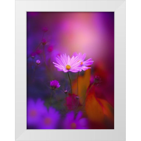 Cosmos in Purple White Modern Wood Framed Art Print by Love Grams