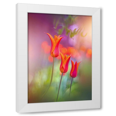 Tulip Rainbows White Modern Wood Framed Art Print by Love Grams