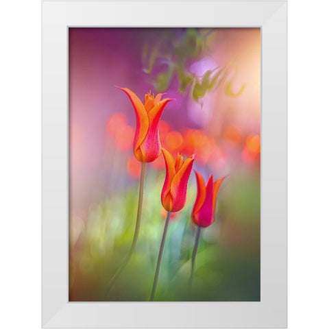 Tulip Rainbows White Modern Wood Framed Art Print by Love Grams
