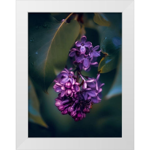 Lilacs at Dusk White Modern Wood Framed Art Print by Love Grams