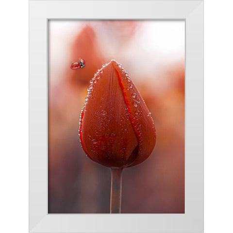 Tulips at Dawn White Modern Wood Framed Art Print by Love Grams