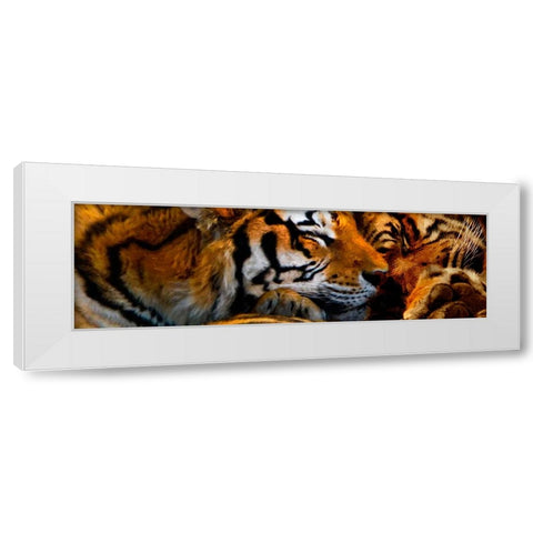 Tigers Sleep White Modern Wood Framed Art Print by Murray Henderson Fine Art