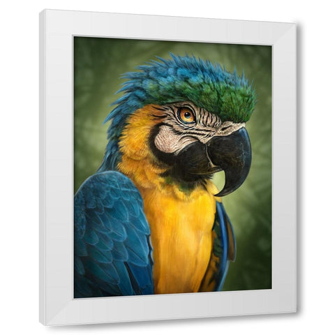Parrot Totem White Modern Wood Framed Art Print by LaMontagne, Patrick