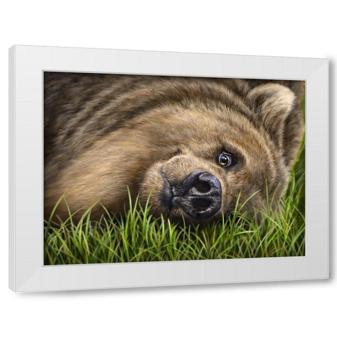 Grizzly on Grass White Modern Wood Framed Art Print by LaMontagne, Patrick
